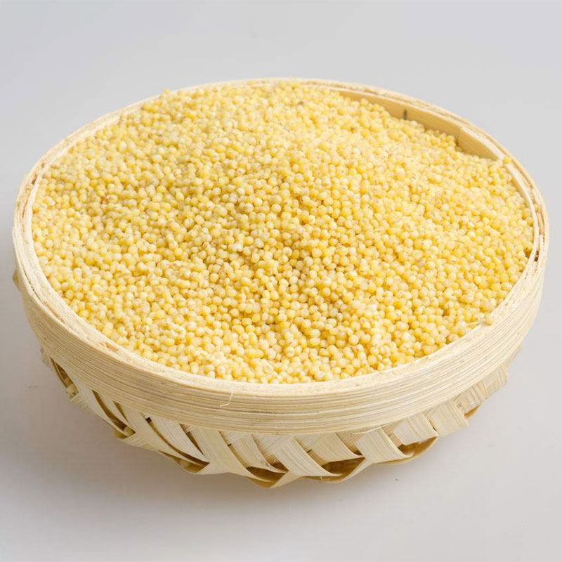 小米 农田种值 农家肥 无化肥