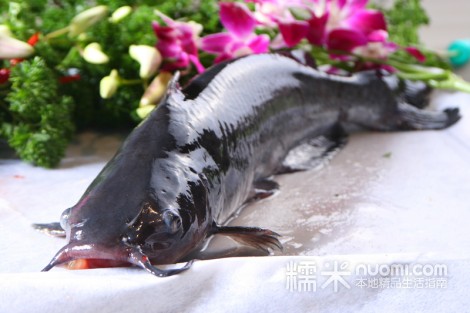 江团鱼